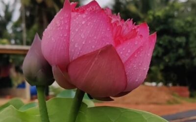 The Blooming Seasons