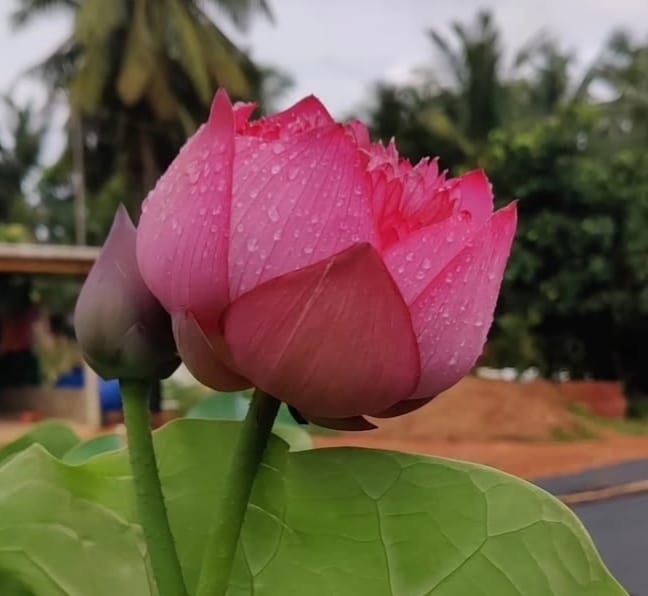 The Blooming Seasons